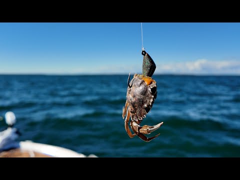 Видео: ЛУЧШАЯ НАЖИВКА для северо-восточной зубастой рыбы — ловля на джиг с ограничением по высоте!