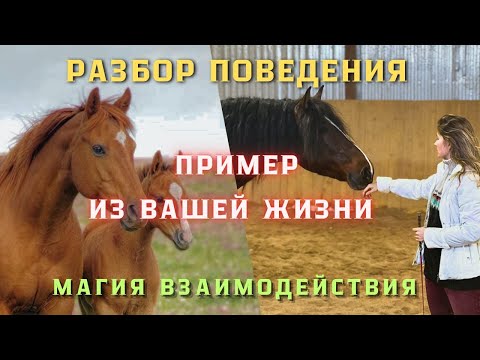 Видео: ПОВЕДЕНИЕ ЛОШАДИ, АНАЛИЗ видео подписчика