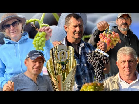 Видео: 08.09.2024г. Пинск.Выставка винограда “Янтарная гроздь.” Беларусь.