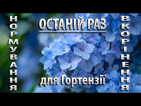 Видео: СОВЕТЫ по Нормированию и Укоренению Черенков в Открытом грунте #садоводство #гортензия #цветы