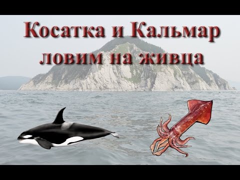 Видео: Русская Рыбалка 3.99 Косатка и Кальмар на живца