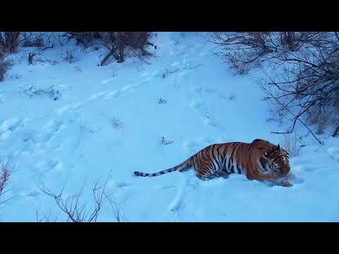 Видео: Первая зимовка тигров в Казахстане
