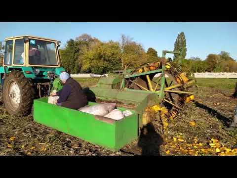 Видео: Молотіння гарбуза.Ура ПЕРЕМОГА! Добиваєм останню ділянку гарбуза. Знову в сторою.