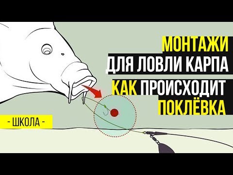 Видео: Монтажи для ловли карпа. Как происходит поклевка в карпфишинге? Тестируем на земле..