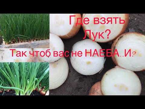 Видео: Халцедон. Лук на перо.
