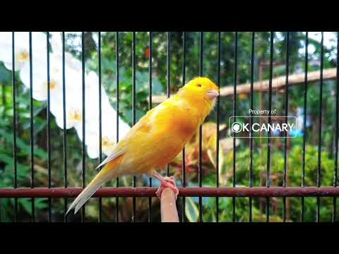 Видео: Дрессировка молодой канарейки: Формирование паттернов пения с раннего возраста