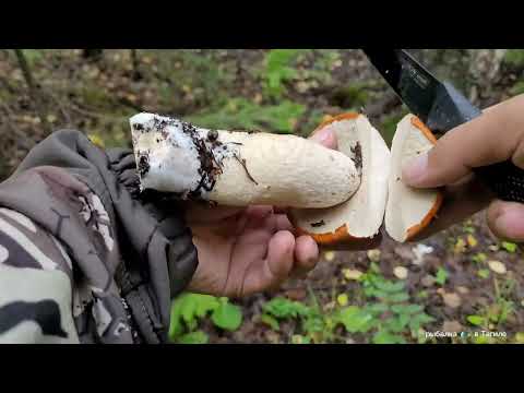 Видео: Я чуть обморок не упал, Нарвался на БОЛЬШУЮ ПОЛЯНУ КРАСНОГОЛОВИКОВ,Грибалка 2023