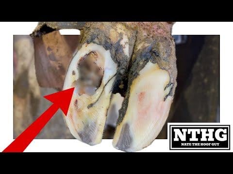 Видео: один был маленький, а другой был очень большой