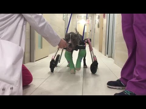 Видео: Брошенный и неспособный ходить, он молча плакал — пока одна женщина не пообещала: «Я тебя вылечу».