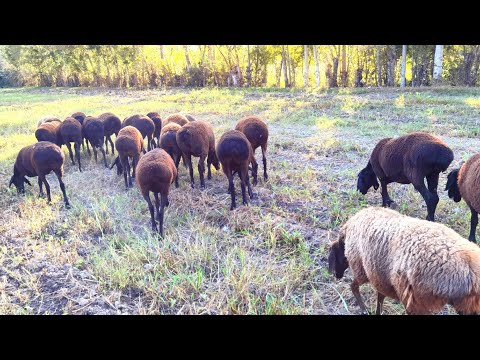 Видео: Супер Дусокхои бугузи Хисори савдо шудан рафтан