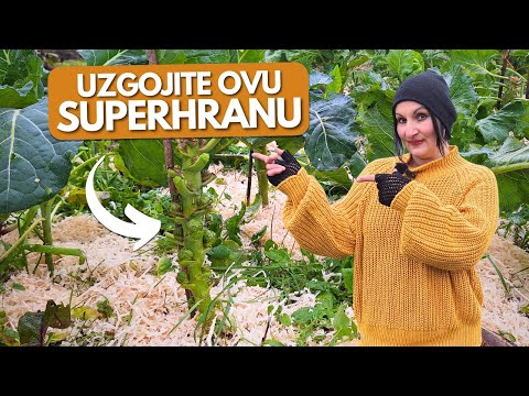 Видео: Всё, Что Нужно Знать о Выращивании Брюссельской Капусты