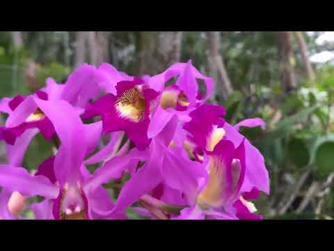 Видео: ШОМБУРГКИЯ ПОЛИВАТЬ НЕ ПОЛИВАТЬ.. НОВАЯ ОРХИДЕЯ НА НОВОМ МЕСТЕ