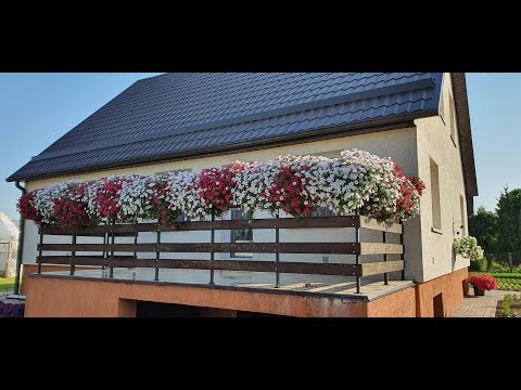 Видео: Высаживаю рассаду  Висты в балконные ящики.