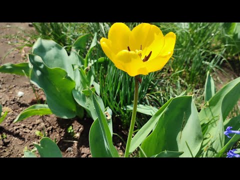Видео: Весна в моём саду и в огороде ! Красоты вам в ленту ! 5 апреля 2025 года !
