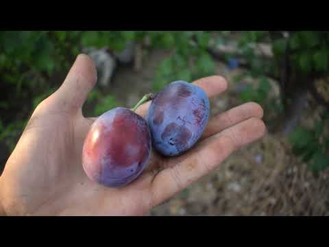 Видео: Слива Чачакская ранняя - Агро Сад