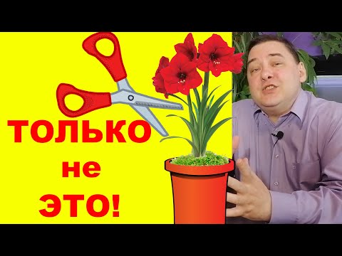 Видео: Гиппеаструм после цветения. Что с ним делать дальше? [ТОЛЬКО НЕ ЭТО!]