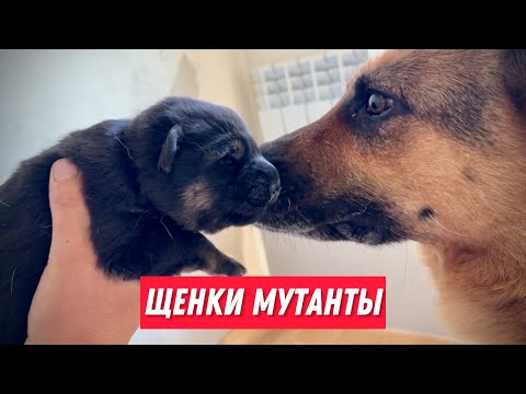 Видео: Я В ШОКЕ ОТ ЭТИХ ЩЕНКОВ