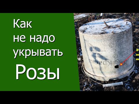 Видео: Как не надо укрывать розы