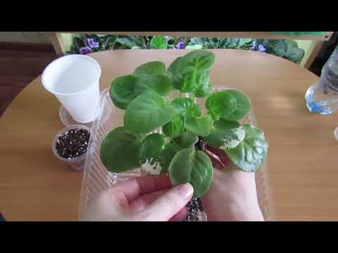 Видео: УКОРЕНЕНИЕ ПАСЫНКОВ ФИАЛКИ‼️ МОЙ МЕТОД ПОСАДКИ‼️