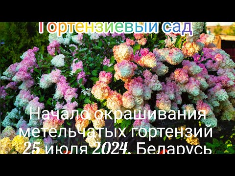 Видео: Цветение метельчатых  гортензий 25 июля 2024 года. Республика Беларусь