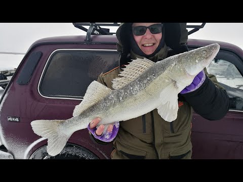 Видео: УКРУПНЯЕМСЯ! Рыбалка на судака в январе на водохранилище в ненастную погоду