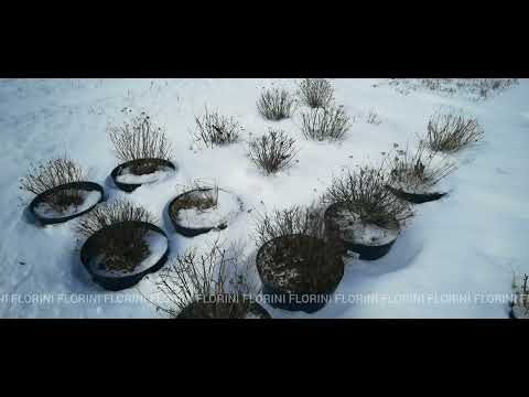 Видео: Как зимуют не укрытые растения в горшках