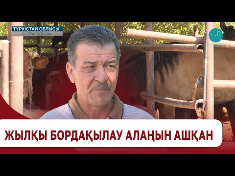 Видео: Жылқы бордақылау алаңын ашқан