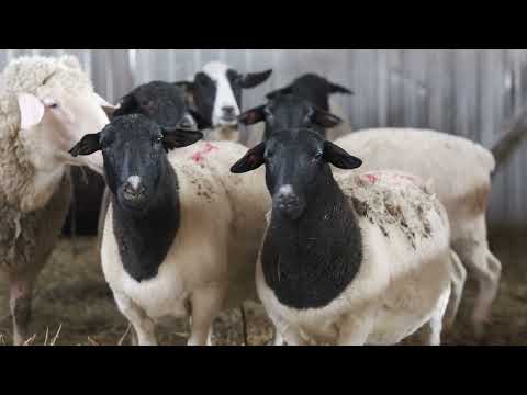 Видео: Овцы породы Дорпер. Лучшая порода или нет?