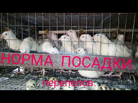 Видео: Норма посадки перепелов.