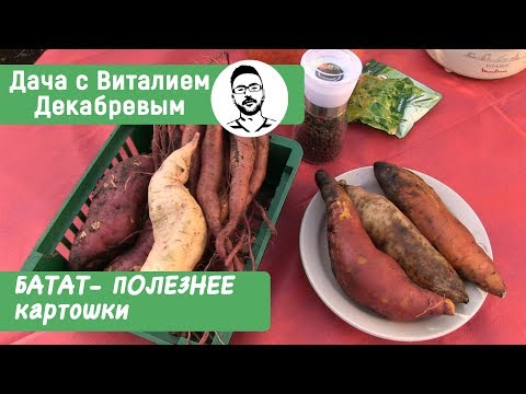 Видео: БАТАТ - ЛУЧШЕ КАРТОФЕЛЯ! Выращивание и дегустация.