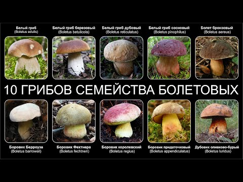 Видео: Топ 10 ГРИБОВ СЕМЕЙСТВА БОЛЕТОВЫХ РОДА БОРОВИКОВ
