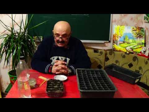 Видео: Хотите обеспечить себя томатами с открытого грунта? Тогда начните с этого!