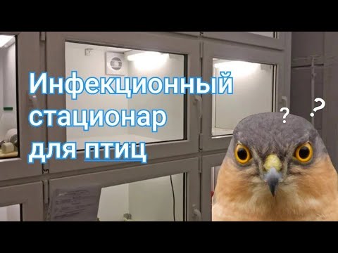Видео: КАК КАРАНТИНИТЬ ПТИЦ ДОМА и КАК ДОЛЖЕН БЫТЬ УСТРОЕН НАСТОЯЩИЙ ИНФЕКЦИОННЫЙ СТАЦИОНАР?