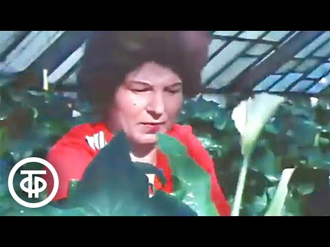 Видео: Царство цветов рядом со снегами Авачинской сопки. Время. Эфир 8 марта 1980