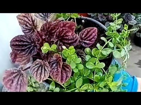 Видео: Комнатные растения. Пеперомия.