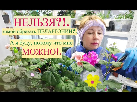 Видео: Обрезка ПЕЛАРГОНИИ зимой . Снимаю черенки