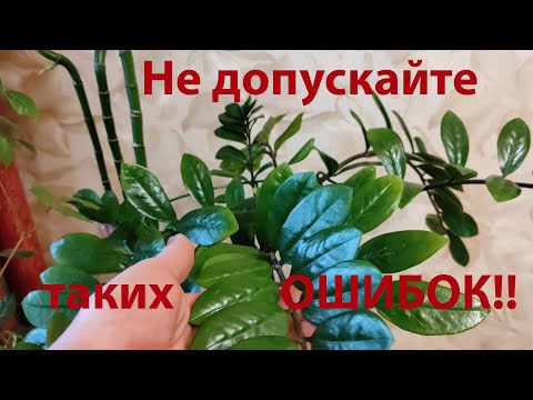 Видео: Замиокулькас | Долларовое дерево | Важные моменты в содержании | Год спустя после залива.