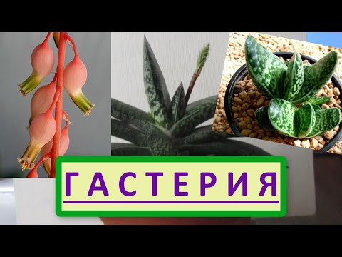 Видео: Гастерия. Суккулент Гастерия, как ухаживать и размножить