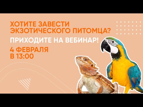 Видео: Экзотические животные: кого завести дома? Вебинар Школы «Хвост Ньюс»