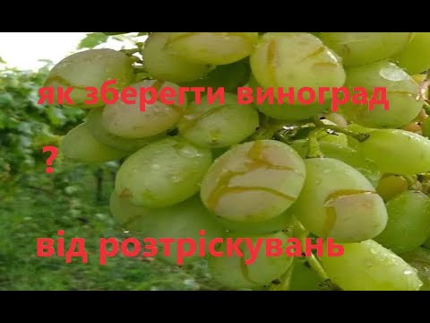 Видео: Тріщить ягода винограду? Є рішення проблеми.