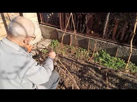 Видео: Обрезка очень сильно растущего двухлетнего куста винограда