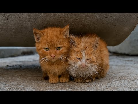 Видео: Малыши замерзали на стройке в -3... Стоило взять их на руки, они вцепились как в последнюю надежду