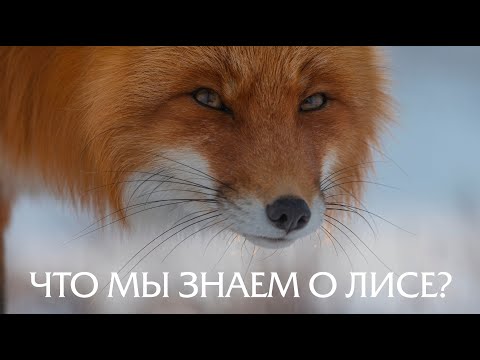 Видео: О наглой рыжей морде. Лисы. Наблюдаем лис в дикой природе.