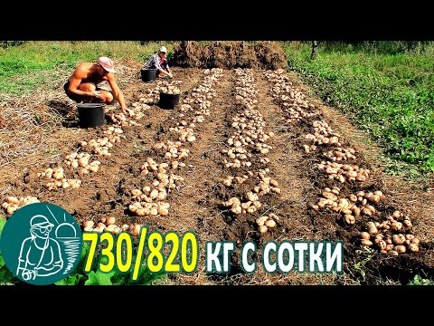 Видео: 🥔 Небывалый урожай без окучивания | Выращивание картофеля по технологии Гордеевых
