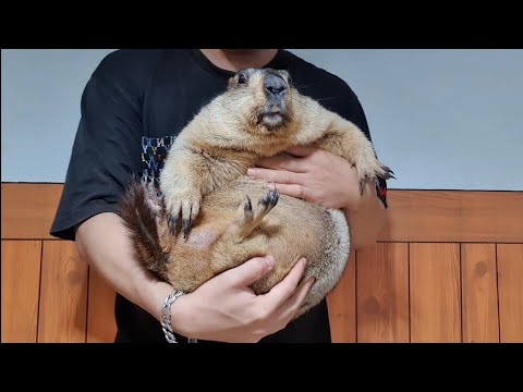 Видео: самый большой сурок всех времен