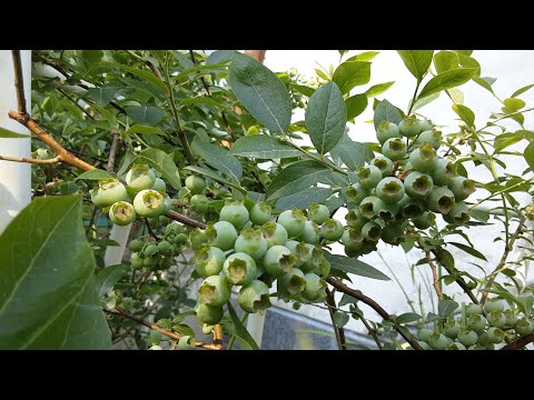 Видео: 24.05.2025  ГОЛУБИКА.  Ягода наливается.