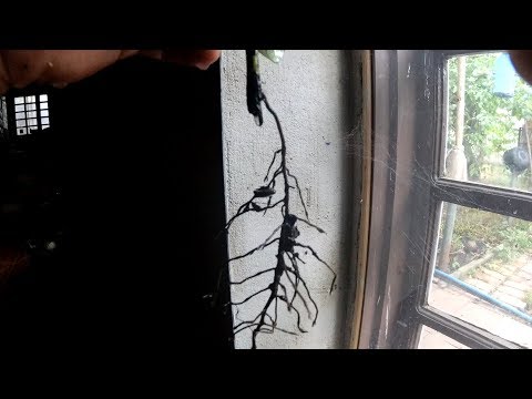 Видео: Размножение хурмы путем укоренения