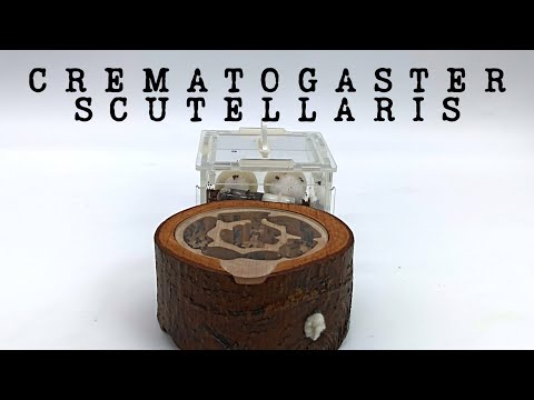 Видео: СОЗДАНИЕ БОЛЬШОЙ ИМПЕРИИ CREMATOGASTER SCUTELLARIS