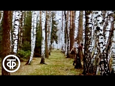 Видео: Осенние этюды. Подмосковный осенний лес (1981)
