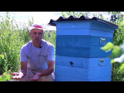 Видео: Куда направлять летки ульев
